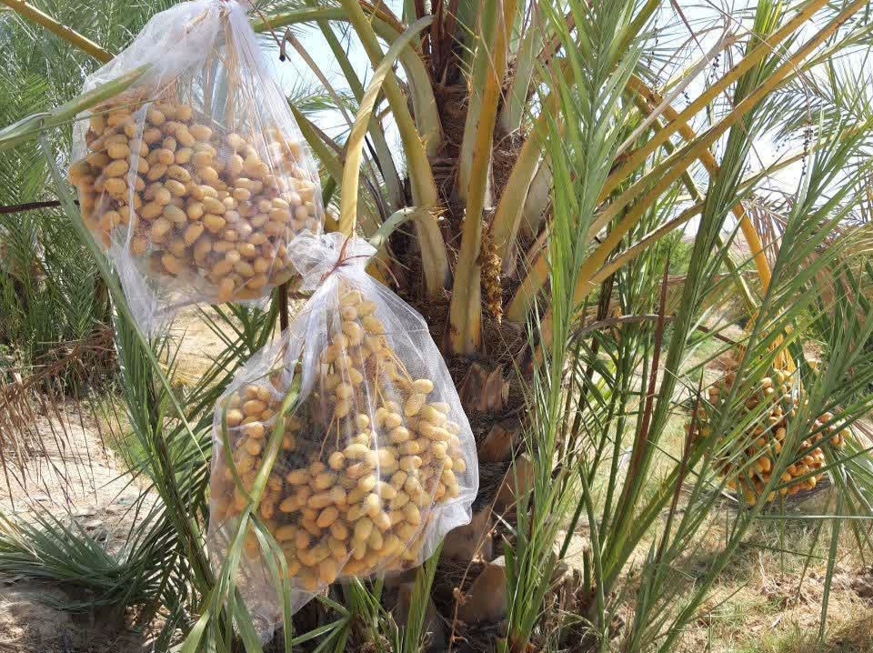 پیش بینی تولید ۱۵۰ تن خرما از ۳۰ هکتار نخلستان بارور گچساران